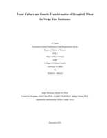 Tissue Culture and Genetic Transformation of Hexaploid Wheat for Stripe Rust Resistance