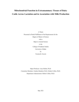 Mitochondrial function in extramammary tissues of dairy cattle across lactation and in association with milk production