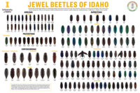 Jewel beetles (Buprestidae) poster