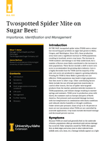 Twospotted Spider Mite on Sugar Beet: Importance, Identification, and Management