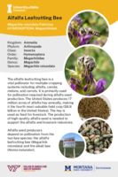 Alfalfa Leafcutting Bee Info Card