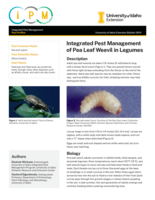 Pea Leaf Weevils in Legumes