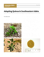 Adopting Quinoa in Southeastern Idaho