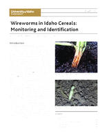 Wireworms in Idaho Cereals: Monitoring and Identification