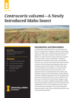 Centrocoris volxemi A Newly Introduced Idaho Insect