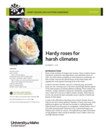 Short-Season, High-Altitude Gardening: Hardy Roses for Harsh Climates