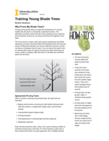 Training Young Shade Trees
