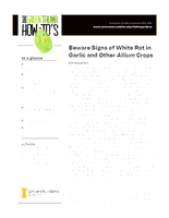 Beware signs of White Rot in garlic and other Allium crops