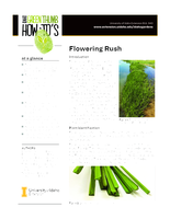 Flowering Rush