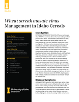 Wheat Streak Mosaic Virus Management in Idaho Cereals