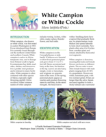 White Campion or White Cockle