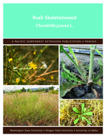 Rush Skeletonweed