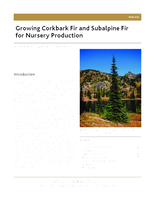 Growing Corkbark Fir and Subalpine Fir for Nursery Production