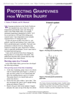 Protecting Grapevines from Winter Injury