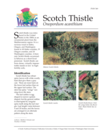Scotch Thistle