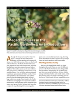 Megachilid Bees in the Pacific Northwest: An Introduction