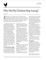Why Did my Chickens Stop Laying?