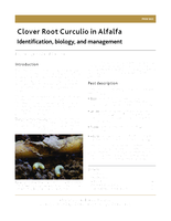 Clover Root Curculio in Alfalfa: Identification, Biology, and Management