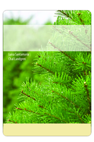 Identifying and Managing Christmas Tree Diseases, Pests, & Other Prob/Identificaci n y Manejo de Enfermedades, Plagas y Otros Problemas en  rboles de Navidad