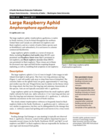 Large Raspberry Aphid (Amphorophora agathonica)