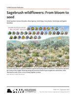 Sagebrush wildflowers: From bloom to seed