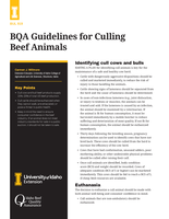 BQA - Guidelines for Culling Beef Animals