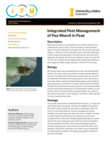 IPM of Pea Weevil in Peas