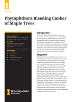 Phytophthora Bleeding Canker of Maple Trees