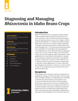 Diagnosing and Managing Rhizoctonia in Idaho Bean Crops