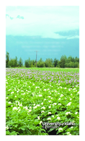 Alaska Field Guide to Potato Pests and Beneficial Insects in English and Russian