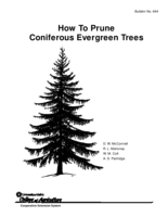 How To Prune Coniferous Evergreen Trees