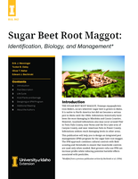 Sugar Beet Root Maggot: Identification, Biology, and Management