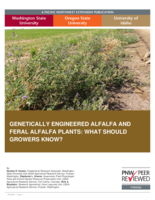 Genetically Engineered Alfalfa and Feral Alfalfa Plants: What Should Growers Know?