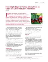 Four  Steps to Pruning Trees/Gisela & Other Rootstocks