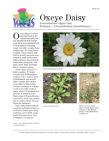 Oxeye Daisy