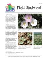 Field Bindweed