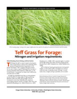 Teff Grass for Forage