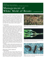 Management of White Mold of Beans