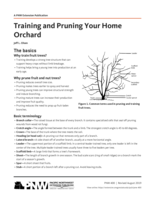 Training & Pruning Your Home Orchard