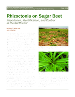 Rhizoctonia on Sugar Beet: Importance, Identific., & Control in the NW