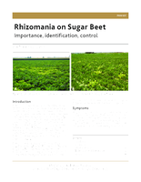 Rhizomania on Sugar Beet: Importance, Identification, Control