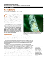Corn Smuts