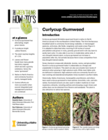 Curlycup Gumweed