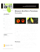 Blossom-End Rot in Tomatoes