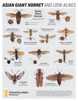 No Such Thing as a Murder Hornet: Asian Giant Hornet, an Invasive Species to Monitor