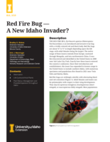 Red Fire Bug - A New Idaho Invader?