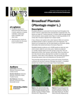 Broadleaf Plantain (Plantago major L.)