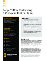 Large Yellow Underwing: A Cutworm Pest in Idaho