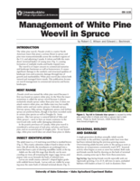 Management of White Pine Weevil in Spruce
