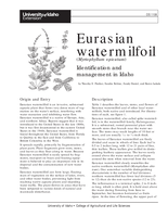 Eurasian Watermilfoil